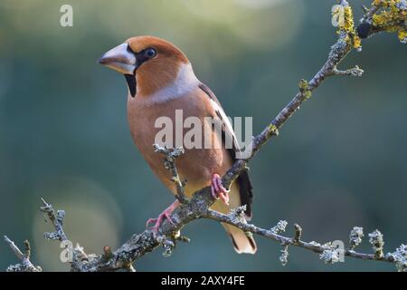 Hawfinch (Coccothraustes coccothraustes), auf einer Filiale sitzend, Emsland, Niedersachsen, Deutschland Stockfoto