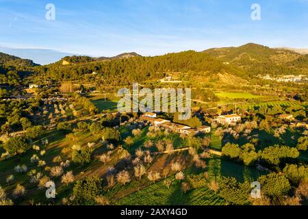 Mandelblüte, blühende Mandelbäume und Finca im Morgenlicht, in der Nähe von Mancor de la Vall, Luftbild, Mallorca, Balearen, Spanien Stockfoto