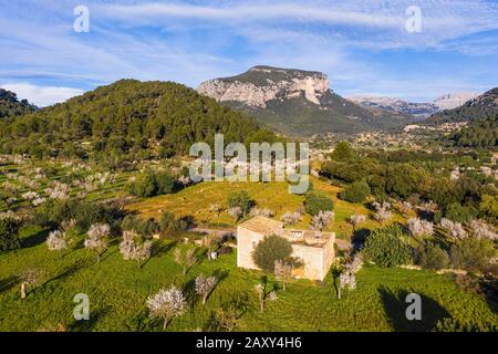 Mandelblüte, blühende Mandelbäume in Torrent de s' Estornell und Puig d'Alcadena, in der Nähe von Lloseta, Serra de Tramuntana, Luftbild, Mallorca Stockfoto