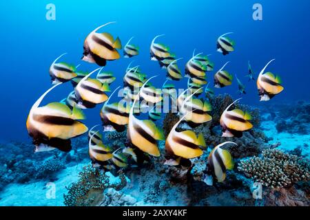 Schwarm Rotmeer-Bannerfisch (Heniochus intermedius), Rotes Meer, Ägypten Stockfoto