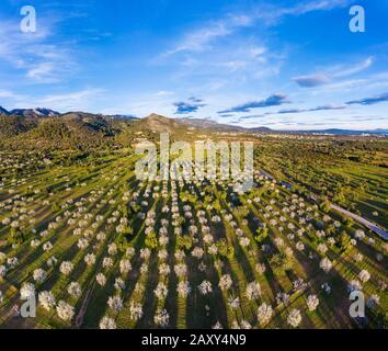 Mandelblüte, blühende Mandelbäume, Mandelplantage bei Bunyola, Serra de Tramuntana, Luftbild, Mallorca, Balearen, Spanien Stockfoto