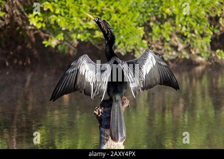 American Darter (Anhinga anhinga) sitzt auf Baumstamm im Fluss und trocknet ausgebreitete Flügel, Rainbow River, Rainbow Springs State Park, Dunnelon, Florida Stockfoto