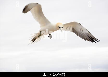 Nordgannett (Morus bassanus) im Flug, Helgoland, Nordsee, Schleswig-Holstein, Deutschland Stockfoto