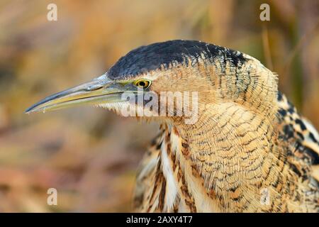 Eurasisches Bittern (Botaurus stellaris), Tierporträt, Schweiz Stockfoto