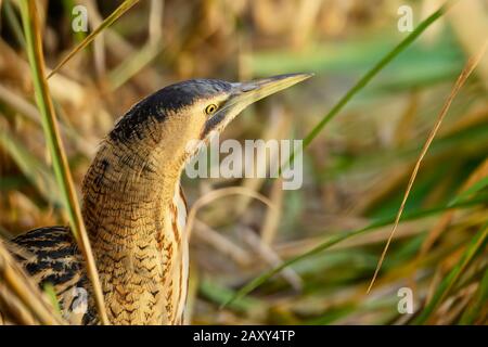 Eurasisches Bittern (Botaurus stellaris), Tierporträt, Schweiz Stockfoto