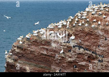 Nordgannett (Morus bassanus), Brutkolonie auf einem zerklüfteten roten Sandsteinfelsen, Helgoland, Nordsee, Schleswig-Holstein, Deutschland Stockfoto