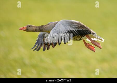 Graylag Gans (Anser Anser), im Flug, Schweiz Stockfoto