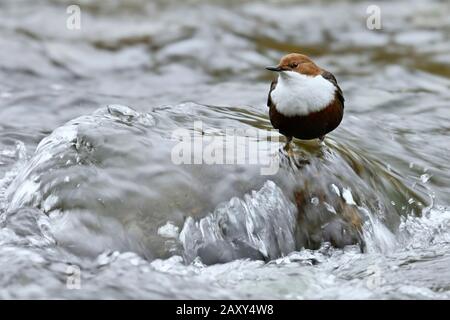 Weißbrast-Pendelarm (Cinclus cinclus), im fließendem Wasser stehend, Schweiz Stockfoto