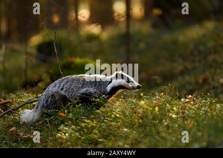 Europäischer Dachs (Meles meles), morgens im Wald, gefangen, Sumava, Tschechien Stockfoto