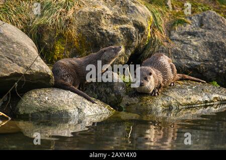 Europäischer Fischotter (Lutra Lutra), Weibchen mit jungen Menschen, die am Ufer eines Teiches sitzen, gefangen, Schweiz Stockfoto