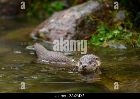 Europäischer Fischotter (Lutra Lutra), Jungtier schwimmt in einem Teich, gefangen, Schweiz Stockfoto