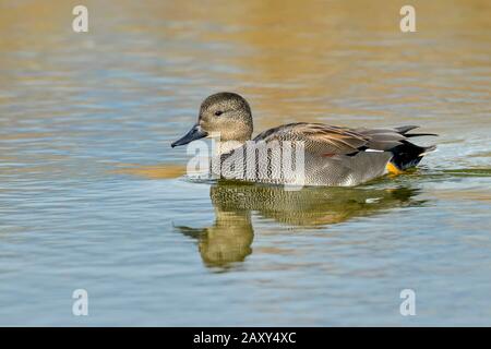 Gadwall (Mareca strepera), männlich, Schwimmen im Teich, Kanton Neuchatel, Schweiz Stockfoto