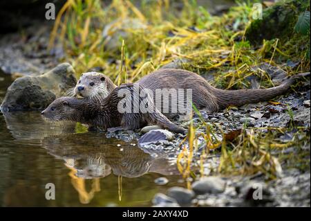 Europäischer Fischotter (Lutra Lutra), Weibchen mit jungen Menschen, die am Ufer eines Teiches sitzen, gefangen, Schweiz Stockfoto