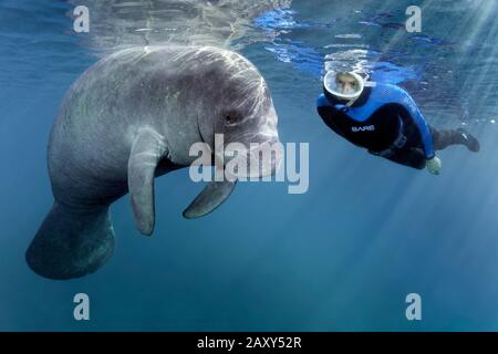 Diver beobachtet Westindische Manatee (Trichechus manatus), Three Sisters Springs, Manatee Conservation Area, Crystal River, Florida, USA Stockfoto