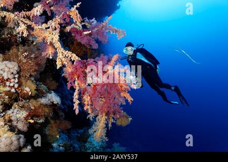 Diver beobachtet Klunzingers weiche Korallen (Dendronephthya klunzingeri) an der Korallenriffwand, am Roten Meer, Ägypten Stockfoto