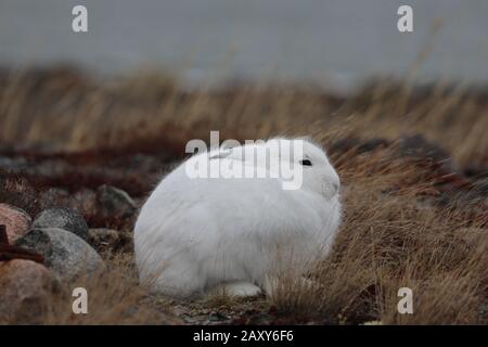 Der nahe bei Arviat, Nunavut, gefundene Lepus arcticus, sitzt in seinem Wintermantel und ist von arktischen Pflanzen umgeben, die rot werden Stockfoto