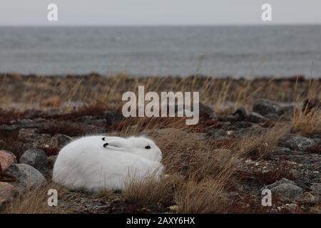 In der Nähe von Arviat, Nunavut, findet sich der nahe gelegene Lepus arcticus, in seinem Wintermantel, der von arktischen Pflanzen umgeben ist, die Farben wechseln Stockfoto