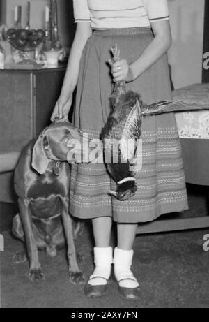 Ein Fasan trifft nach der Tat auf einen Jagdhund, Ca. 1950. Stockfoto