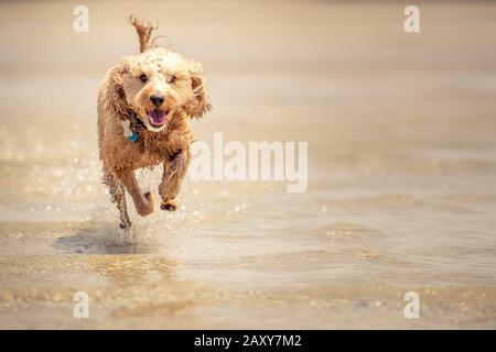 Ein Puppenstoß, der am Strand in Queensland, Australien, durch das Wasser auf dem Sand läuft Stockfoto