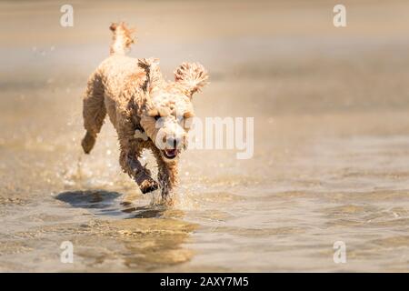 Ein Puppenstoß, der am Strand in Queensland, Australien, durch das Wasser auf dem Sand läuft Stockfoto