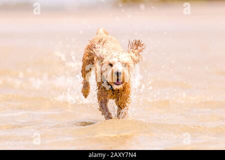 Ein Puppenstoß, der am Strand in Queensland, Australien, durch das Wasser auf dem Sand läuft Stockfoto