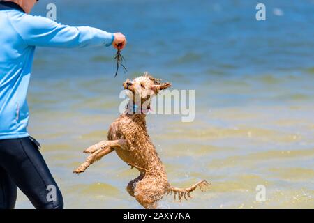 Ein Puppenstoß, der mit seinem Besitzer am Strand spielt. Der Hund springt in die Luft, um Algen zu fangen, die sein Besitzer hält Stockfoto