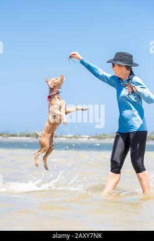 Ein Puppenstoß, der mit seinem Besitzer am Strand spielt. Der Hund springt in die Luft, um Algen zu fangen, die sein Besitzer hält Stockfoto