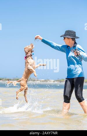 Ein Puppenstoß, der mit seinem Besitzer am Strand spielt. Der Hund springt in die Luft, um Algen zu fangen, die sein Besitzer hält Stockfoto