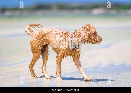Ein Puppenstoß am Strand zeigt den nassen Hundeaussehen. Stockfoto