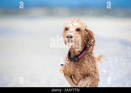 Ein Puppenstoß, der am Strand in Queensland, Australien, durch das Wasser auf dem Sand läuft Stockfoto