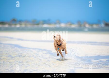 Ein Puppenstoß, der am Strand in Queensland, Australien, durch das Wasser auf dem Sand läuft Stockfoto