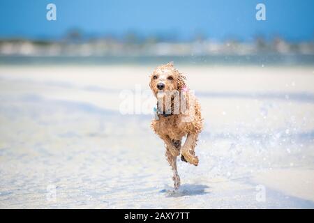 Ein Puppenstoß, der am Strand in Queensland, Australien, durch das Wasser auf dem Sand läuft Stockfoto