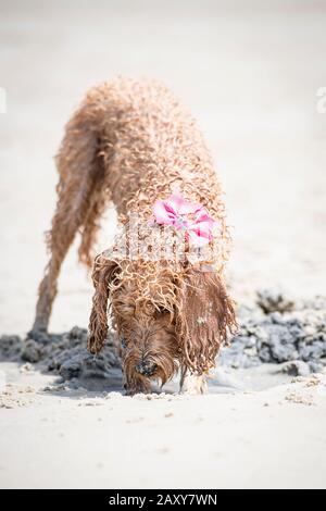 Ein Puppenstoß, der am Strand spielt und ein Loch im Sand gräbt Stockfoto