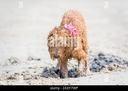 Ein Puppenstoß, der am Strand spielt und ein Loch im Sand gräbt Stockfoto