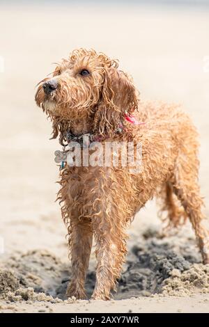 Ein Puppenstoß, der am Strand spielt und ein Loch im Sand gräbt Stockfoto