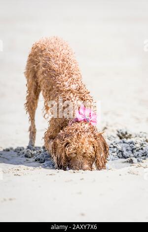 Ein Puppenstoß, der am Strand spielt und ein Loch im Sand gräbt Stockfoto