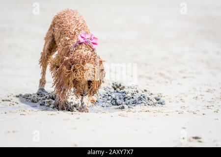 Ein Puppenstoß, der am Strand spielt und ein Loch im Sand gräbt Stockfoto