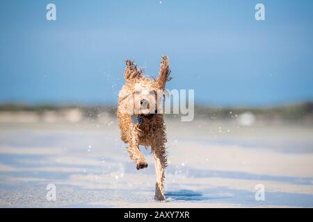 Ein Puppenstoß, der am Strand in Queensland, Australien, durch das Wasser auf dem Sand läuft Stockfoto