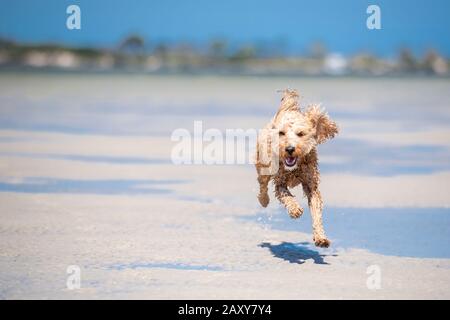 Ein Puppenstoß, der am Strand in Queensland, Australien, durch das Wasser auf dem Sand läuft Stockfoto