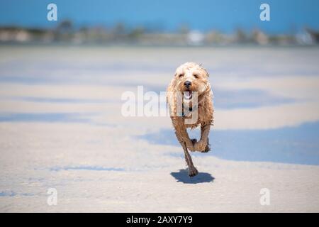 Ein Puppenstoß, der am Strand in Queensland, Australien, durch das Wasser auf dem Sand läuft Stockfoto