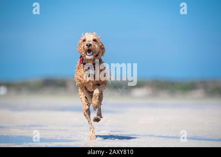 Ein Puppenstoß, der am Strand in Queensland, Australien, durch das Wasser auf dem Sand läuft Stockfoto