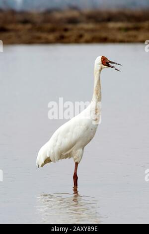 Sibirischer Kran (Leucogeranus leucogeranus), der auf der Wuxing Farm in Nanchang im Poyang-Seebecken in Ostmittelchina ruft Stockfoto