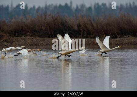 Whooper Swans (Cygnus cygnus), die vom See auf der Wuxing Farm, Wuxing Nonchang, Poyang Lake Basin, Ostmittelchina, abfahren Stockfoto