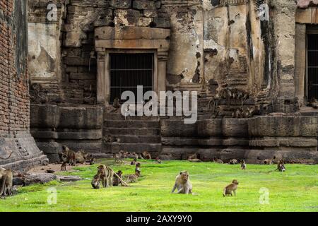 Lange Makque in Phra Prang Sam Yot (Monkey Temple), Lopburi, Thailand Stockfoto