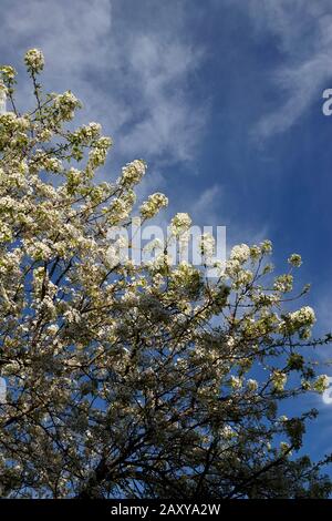 Weiße Blumen blühen während der Frühlingssaison auf einem Baum. Stockfoto