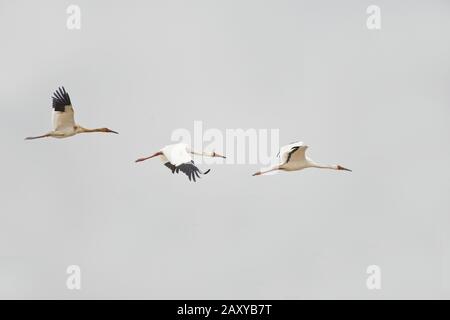 Sibirischer Kranich (Leucogeranus leucogeranus) Trio (Familieneinheit) im Flug über die Wuxing Farm, Nanchang, im Poyang-Seebecken im ostmittelchinesischen Stockfoto