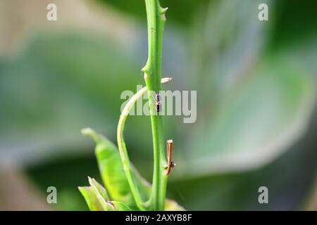 Nahaufnahme eines weiblichen Wespeninsekts, das auf Cluster-Bohnen in der Natur mit grünem Vintage-Hintergrund ruht, Wespen-Insektenbilder Stockfoto