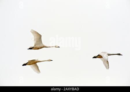 Flock von whooper Schwänen, die über die Wuxing Farm fliegen, Nonchang im Poyang Lake Basin im ostzentralen China Stockfoto