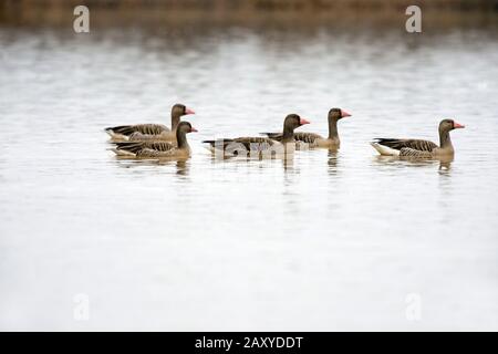 Graugänse (Anser Anser Rubrirostris) auf der Wuxing Farm, Wuxing Nonchang, Poyang Lake Basin im ostzentralen China Stockfoto