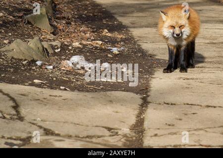 Füchse im Zao Fox Village, Miyagi, Japan Stockfoto